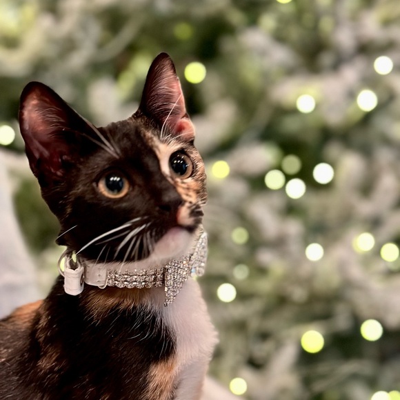 Meet your Posher, Kasey - Picture 5 of 12